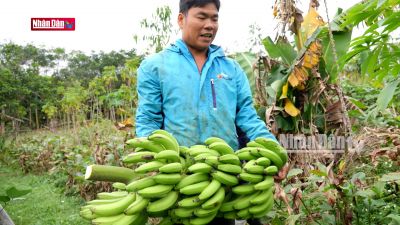 Hiệu quả từ sáng kiến vườn rừng