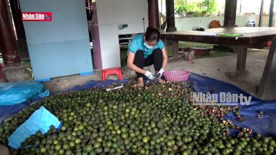 Mô hình phát triển cây chủ lực thoát nghèo ở vùng cao