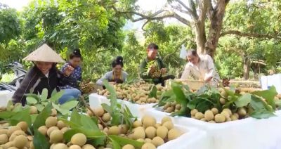 Sơn La thực hiện hiệu quả công tác giảm nghèo bền vững