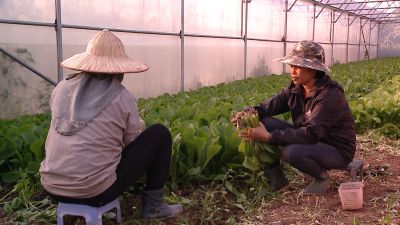 Làm giàu từ rau hữu cơ