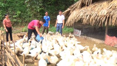 Hiệu quả từ công tác giảm nghèo bền vững tại Yên Bái