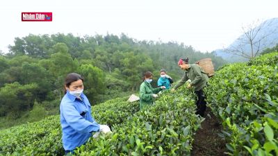 Hỗ trợ phụ nữ phát triển kinh tế