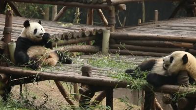 Gấu Trúc hoang dã trước nguy cơ tuyệt chủng